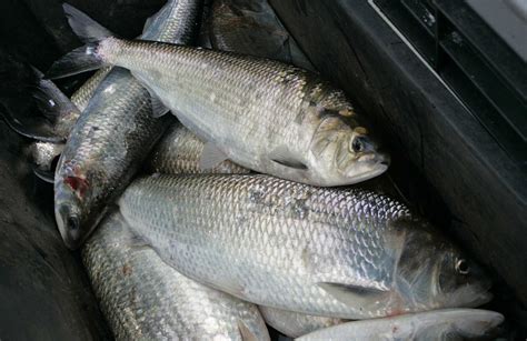 picture of a shad.